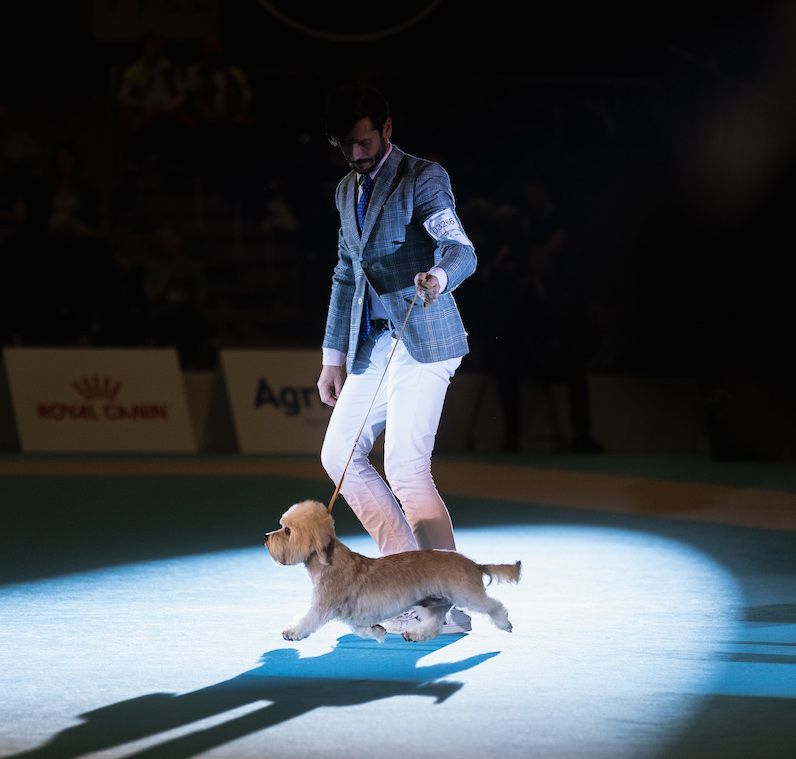 European Dog Show 2023